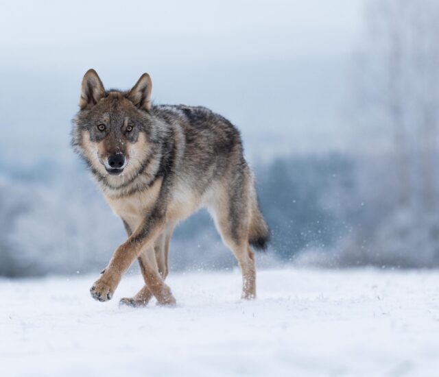 The Grey Wolves in America